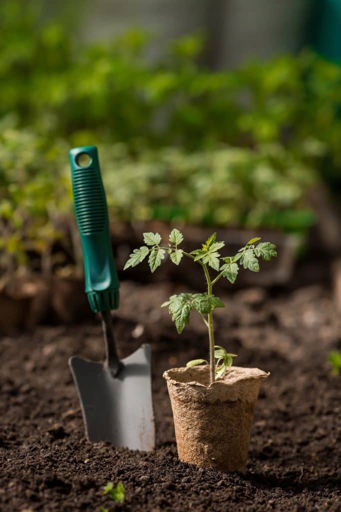 How to Start Your First Organic Garden in 7 Easy Steps 2 Soil with a young plant and a spatula.
